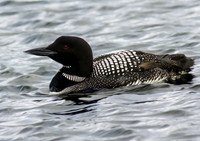 Great Northern Diver