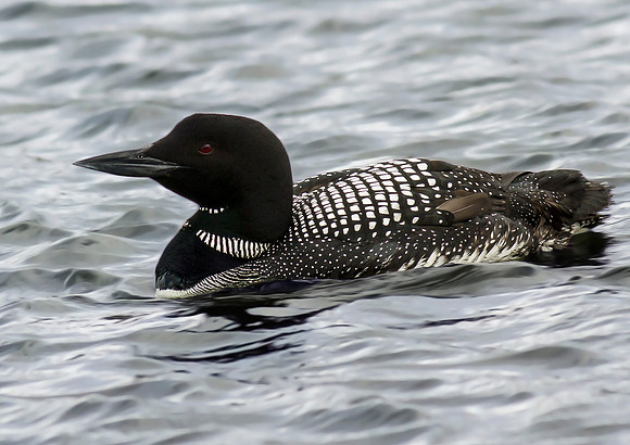 Great Northern Diver