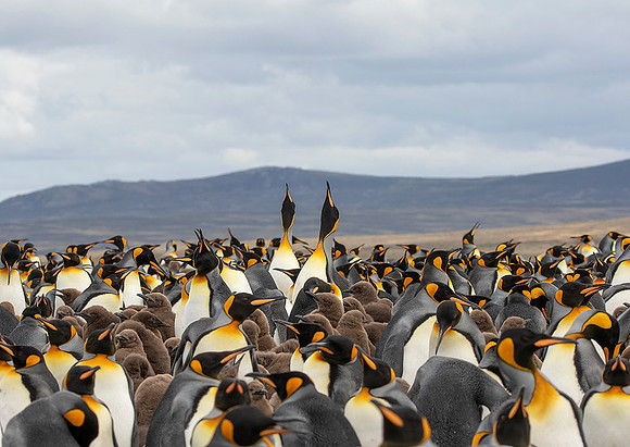 King Penguins with Chicks