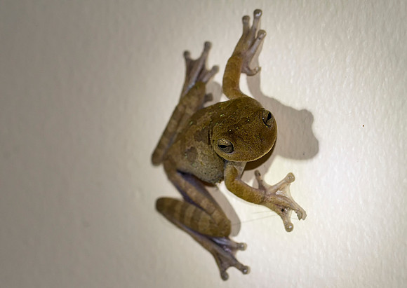Tawny Tree Frog
