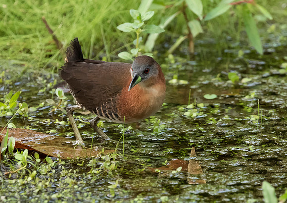 White Throated Crake