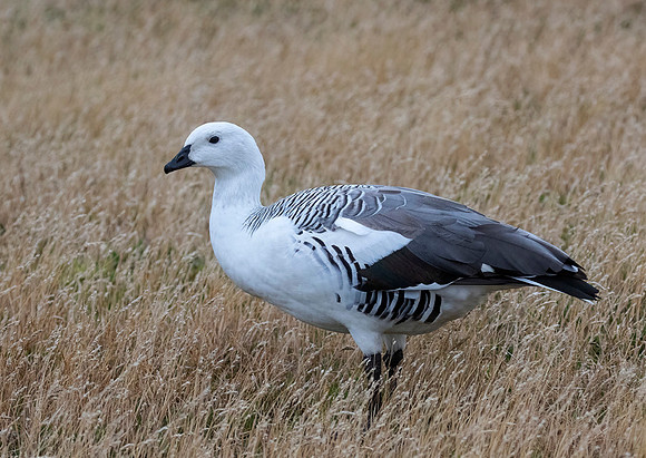 Upland Goose (Male)