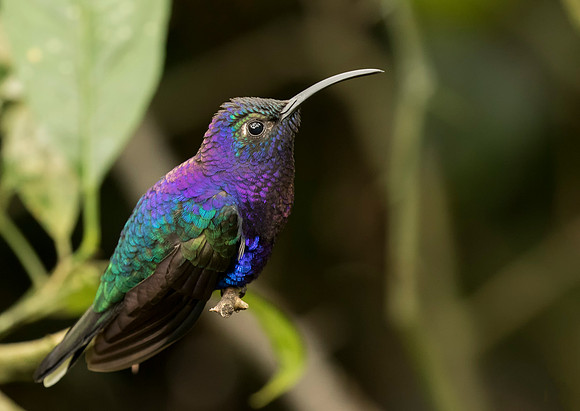 Violet Sabrewing