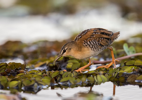 Yellow Breasted Crake