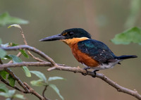 American Pygmy Kingfisher