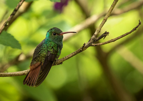 Rufous Tailed Hummingbird