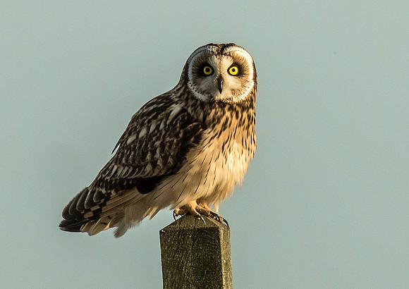 Short Eared Owl