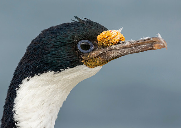 Imperial Shag
