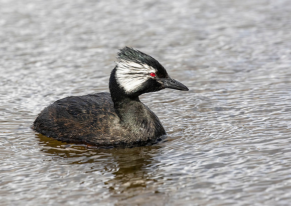 White-Tufted Grebe