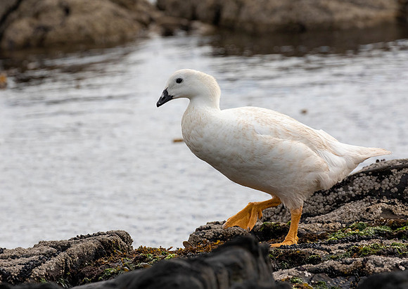 Kelp Goose (Male)