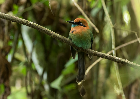 Broad Billed Motmot