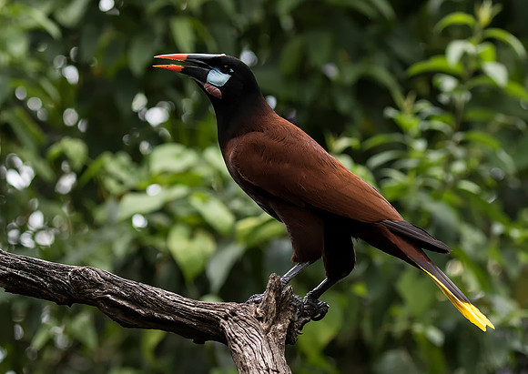 Montezuma Orependola