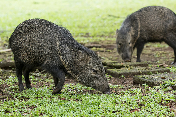 Collared Peccary