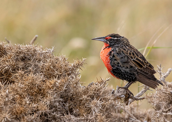 Long Tailed Meadowlark