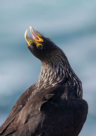 Striated Caracara