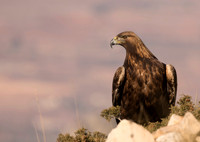 Golden Eagle