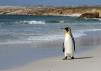 King Penguin