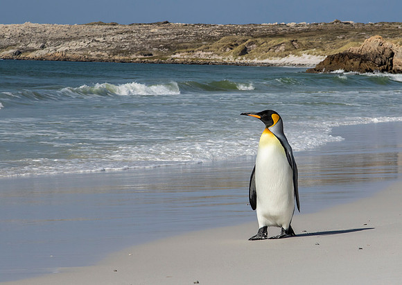 King Penguin