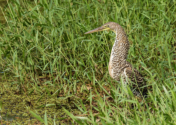 Bare Throated Tiger Heron