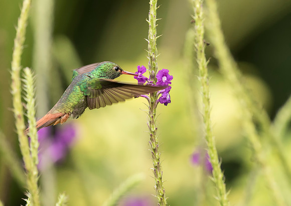 Rufous Tailed Hummingbird