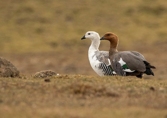 Upland Geese