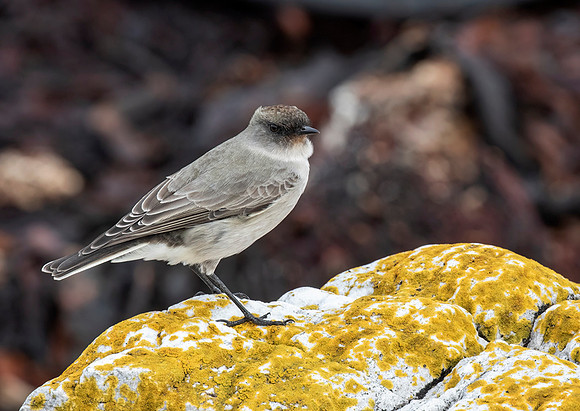 Dark-Faced Ground-Tyrant