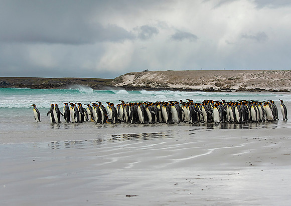 King Penguins