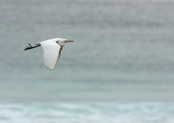 Cattle Egret