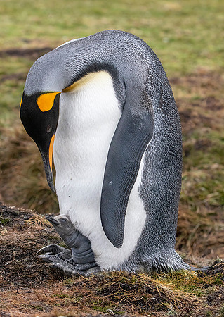 King Penguin with Chick