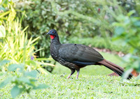 Crested Guan