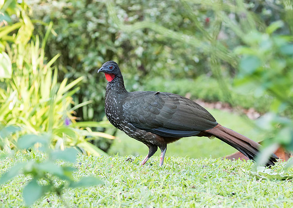 Crested Guan