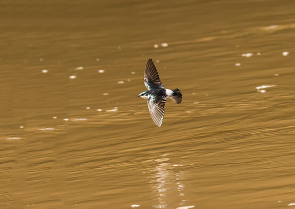 Mangrove Swallow