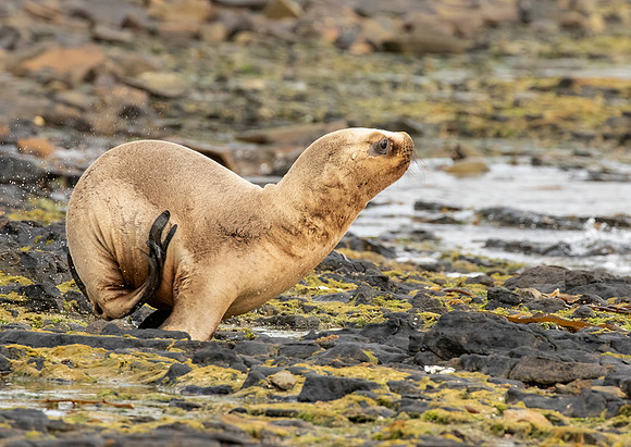 Southern Sea Lion