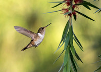 Scintillant Hummingbird