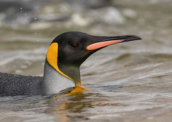 King Penguin