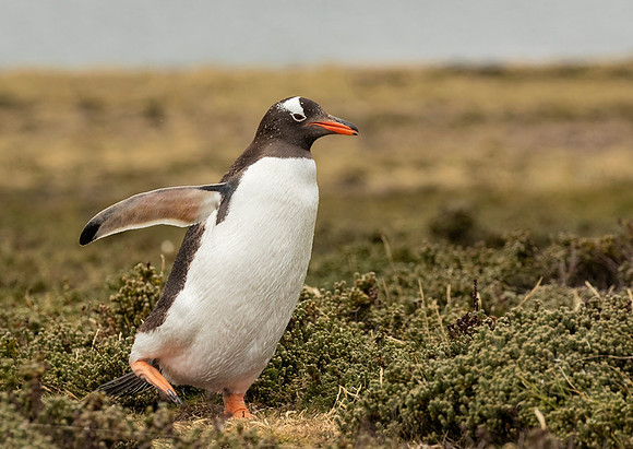 Gentoo Penguin