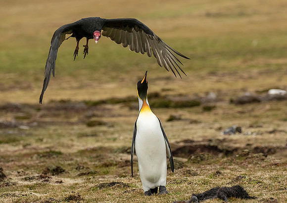 King Penguin and Turkey Vulture