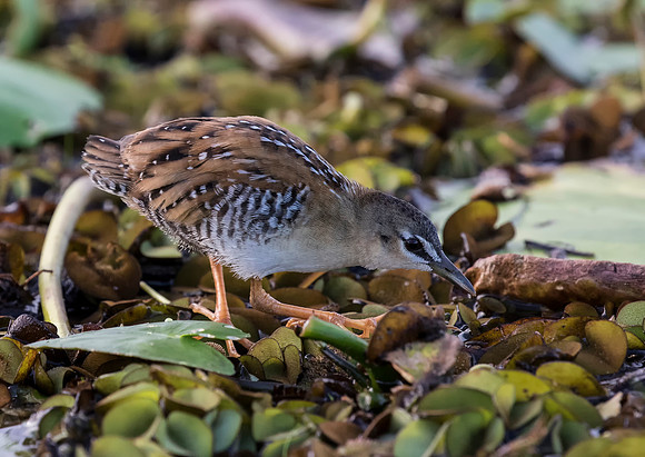Yellow Breasted Crake
