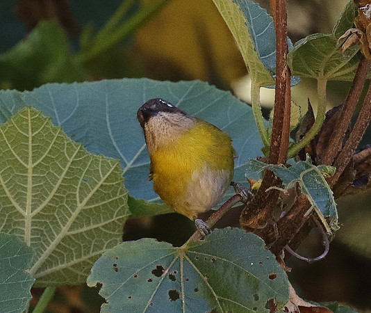 Common Chlorospingus