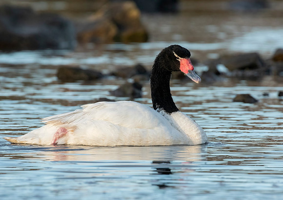 Black-Necked Swan