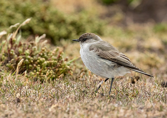 Dark-Faced Ground-Tyrant