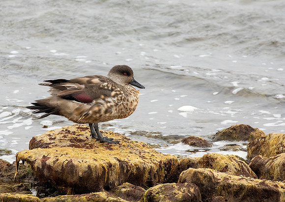Crested Duck