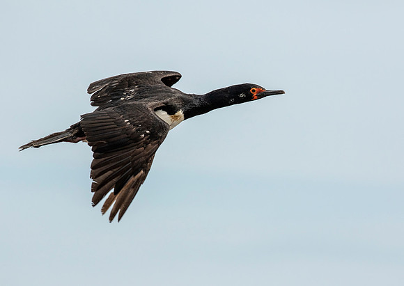 Rock Shag