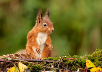 Red Squirrel
