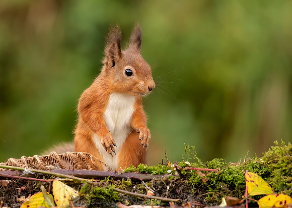 Red Squirrel