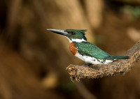 Amazon Kingfisher
