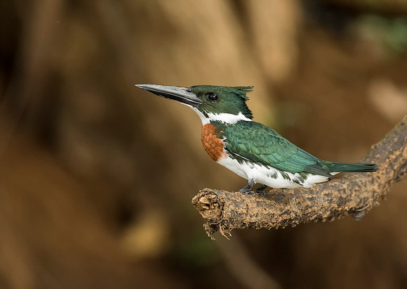 Amazon Kingfisher