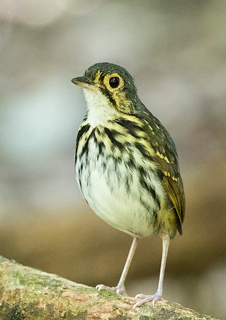 Streak Chested Antpitta