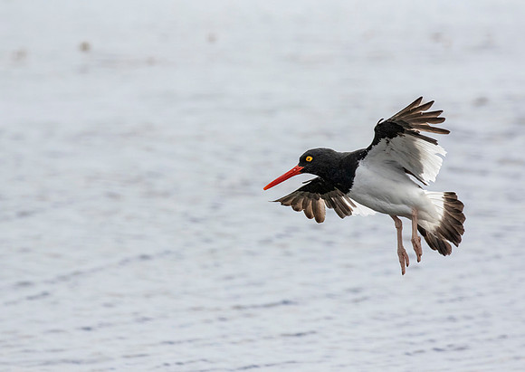 Magellanic Oystercatcher