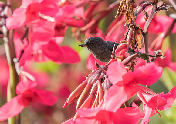 Slaty Flowerpiercer